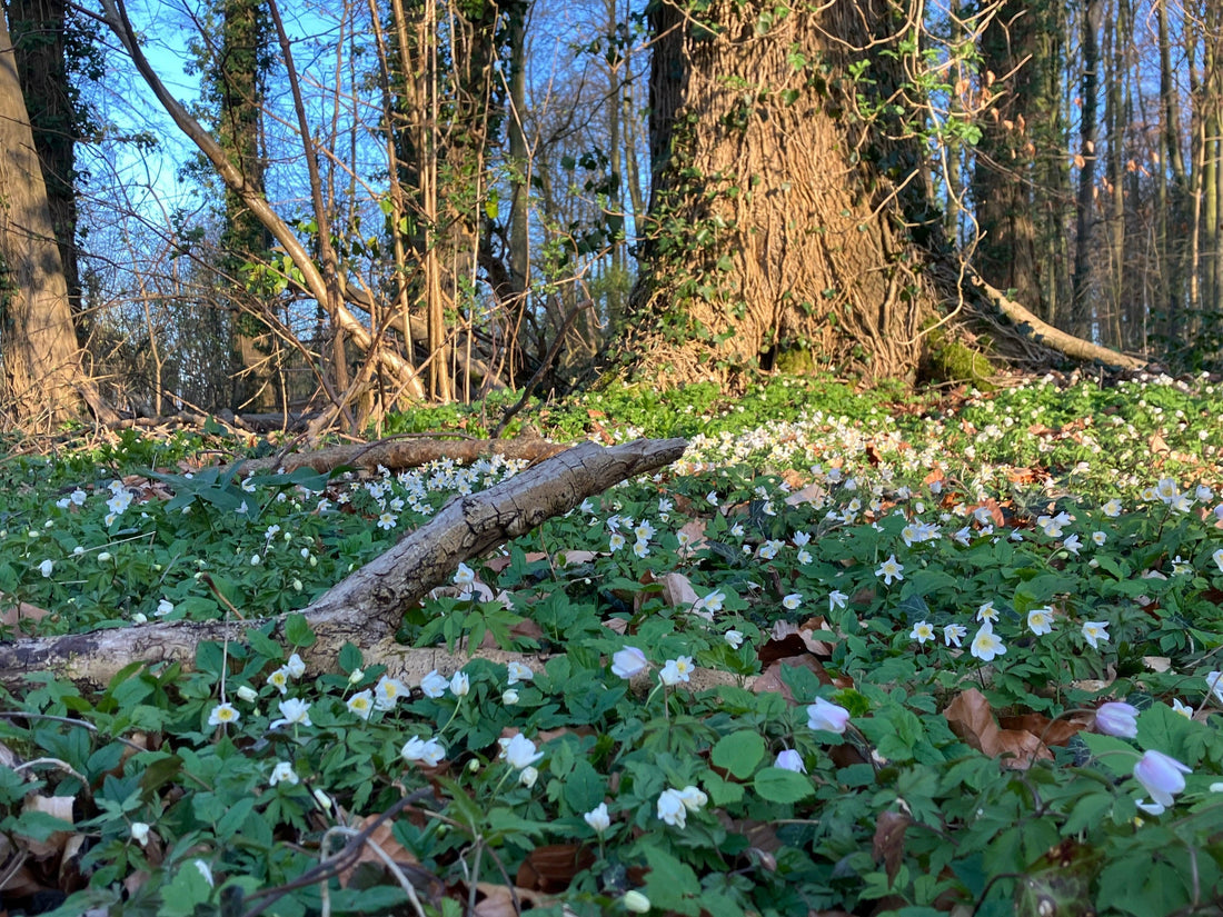 Sitzplatz in der Wildnispädagogik