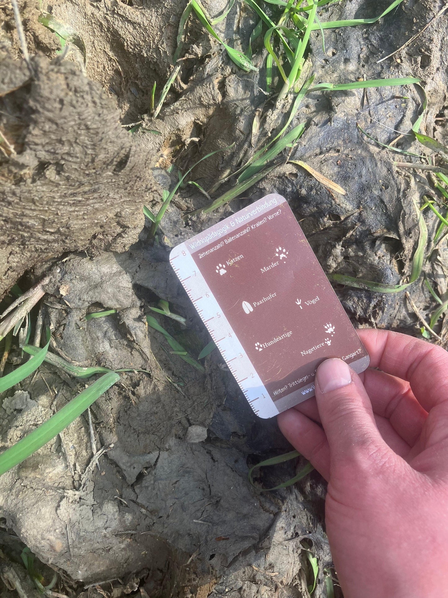 Fortbildung: Tierspuren und Fährtenlesen