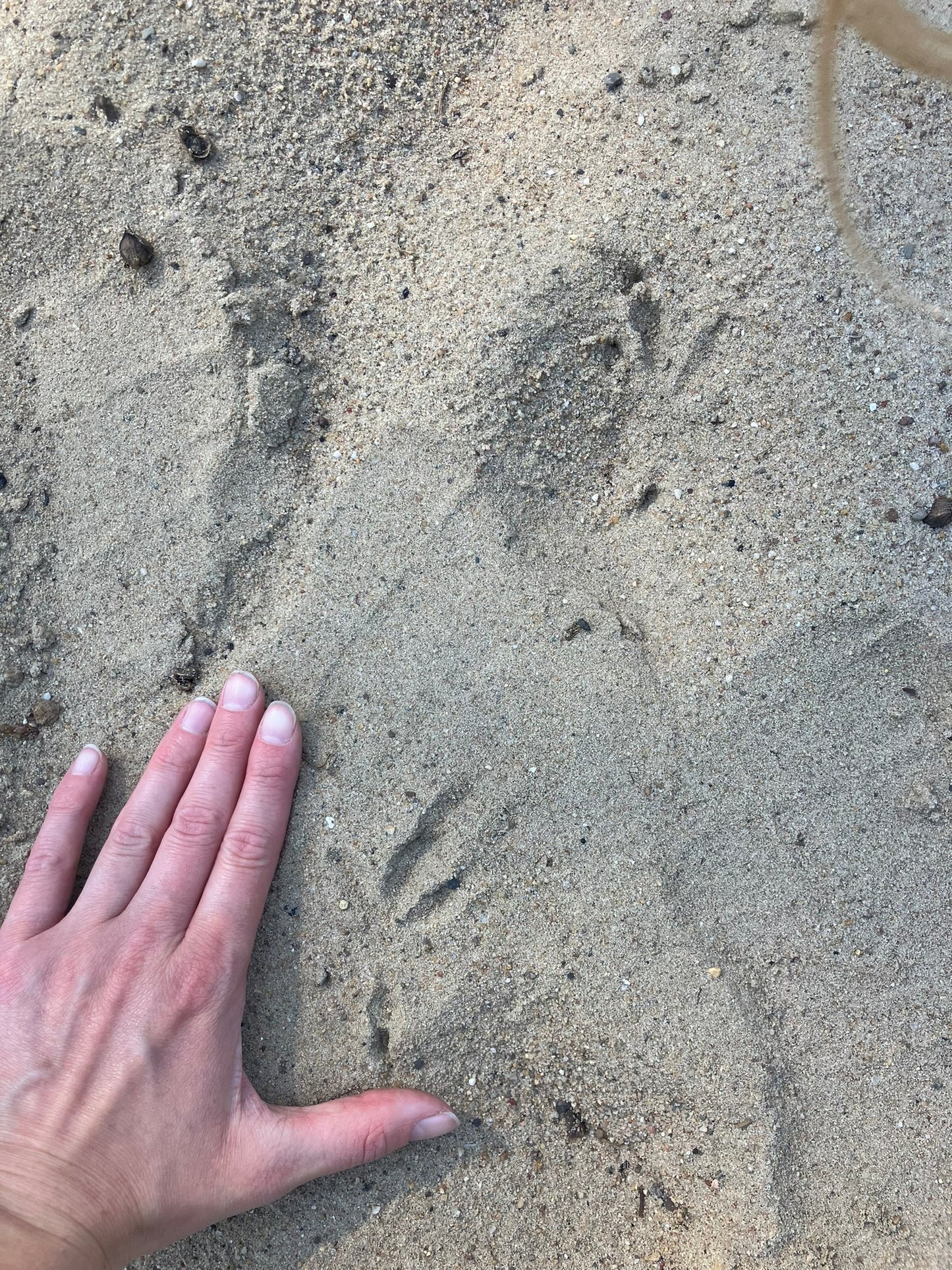 Wildnispädagogik I Ausbildung 2026