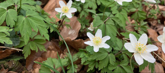 Frühling in der Wildnisschule