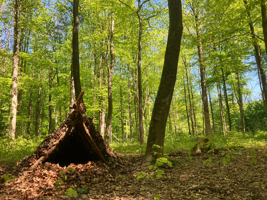 WildnisWelt Sommerferienfreizeit 2025